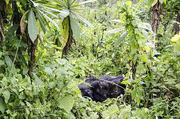 01 - Gorila y crias - selva de Virunga - parque nacional de los volcanes - Ruanda